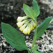 Tuberous Comfrey (Symphytum Tuberosum)