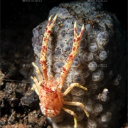 Orange and White Squat Lobster