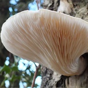 Veiled Oyster Mushroom (Pleurotus Dryinus)
