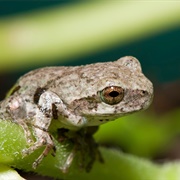 Cope's Gray Treefrog