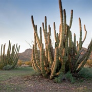 Organ Pipe Cactus National Monument