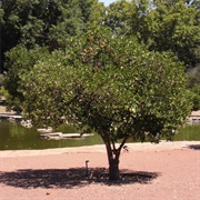 Historic Orange Grove