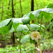 Mayapple (Podophyllum Peltatum)