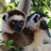 Lemur Safari Madagascar