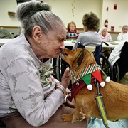 Bring Therapy Animal to Nursing Home