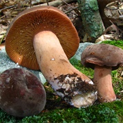 Corrugated-Cap Milky (Lactifluus Corrugis)