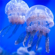 Spotted Lagoon Jelly