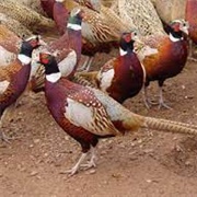 Jumbo Ring-Necked Pheasant