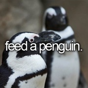 Feed a Penguin