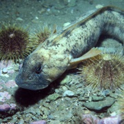 Ocean Pout