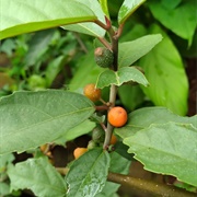Oakleaf Fig (Ficus Montana)