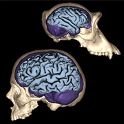 Is Brain Size Related to Intelligence?