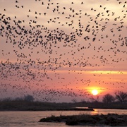 Witness Sandhill Migration (Nebraska)