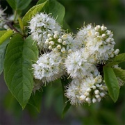 Manchurian Cherry (Prunus Maackii)