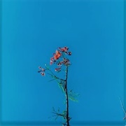 Joanna Newsom and the Ys Street Band EP (Joanna Newsom, 2007)