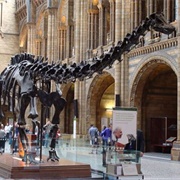 Natural History Museum  Unveils  "Dippy"