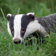 Badger