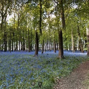 Ashridge Woods