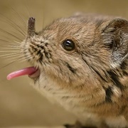 Elephant Shrew