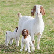Boer Goat