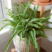Lemon Button Fern
