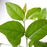 Mock Buckthorn (Sageretia Theezans)