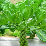 Brussels Sprout Tops