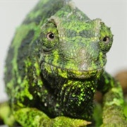 Jackson's Chameleon