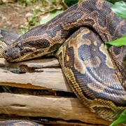 Rock Pythons