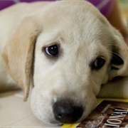 Marley - Marley & Me