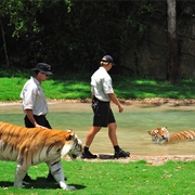 Visit Tiger Island Zoo
