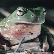 Frog Chytrid Fungus