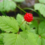 Dwarf Red Blackberry (Rubus Pubescens)