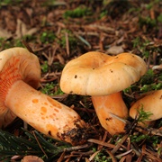 Lactarius Salmonicolor