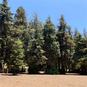 Brea Redwood Grove