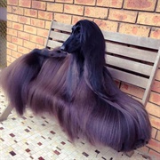 Groom an Afghan Hound