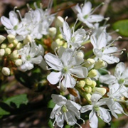 Sand Cherry (Prunus Pumila)
