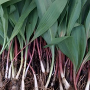 Leeks (Sahih Muslim)