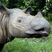 Sumatran Rhinoceros
