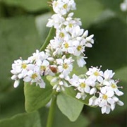 Buckwheat (Sahih Muslim).