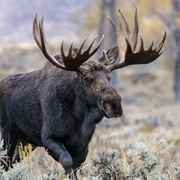 Moose