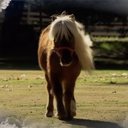 16. Li'l Sebastian
