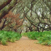 Cumberland Island National Seashore