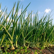Onion Field