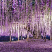 Ashikaga Flower Park, Japan