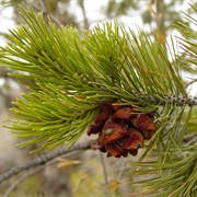 Mexican Pinyon (Pinus Cembroides)