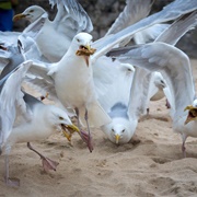A Squabble of Seagulls
