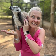 Ring-Tailed Lemur on Your Shoulder
