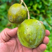 Khasi Papeda (Citrus Latipes)