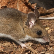 Peromyscus Sp.
